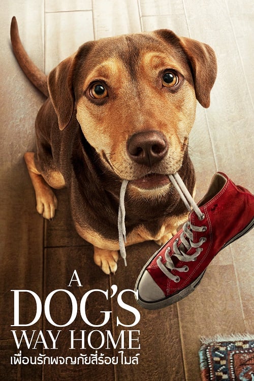 A Dog’s Way Home (2019) เพื่อนรักผจญภัยสี่ร้อยไมล์ (2019)