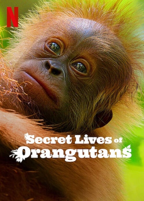 Secret Lives of Orangutans ชีวิตลับอุรังอุตัง (2024) (2024)